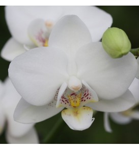 Fleuriste Leloup-Phalaenopsis blanc
