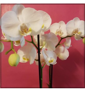 Witte phalaenopsis