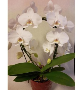 Phalaenopsis witte boog