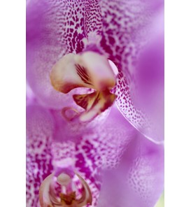 Roze phalaenopsis